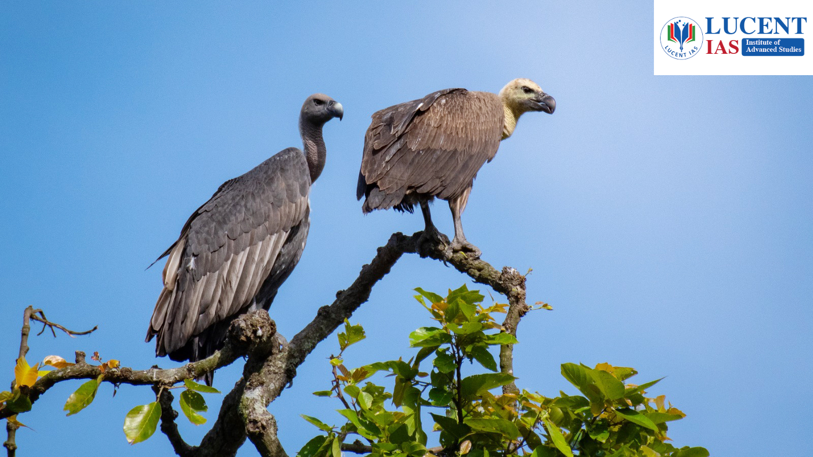 Carbofuran Poisoning of Vultures APSC UPSC LUCENT IAS